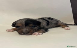 Jackapoo dogs for sale: 7 little bundles of gorgeousness - Image 1