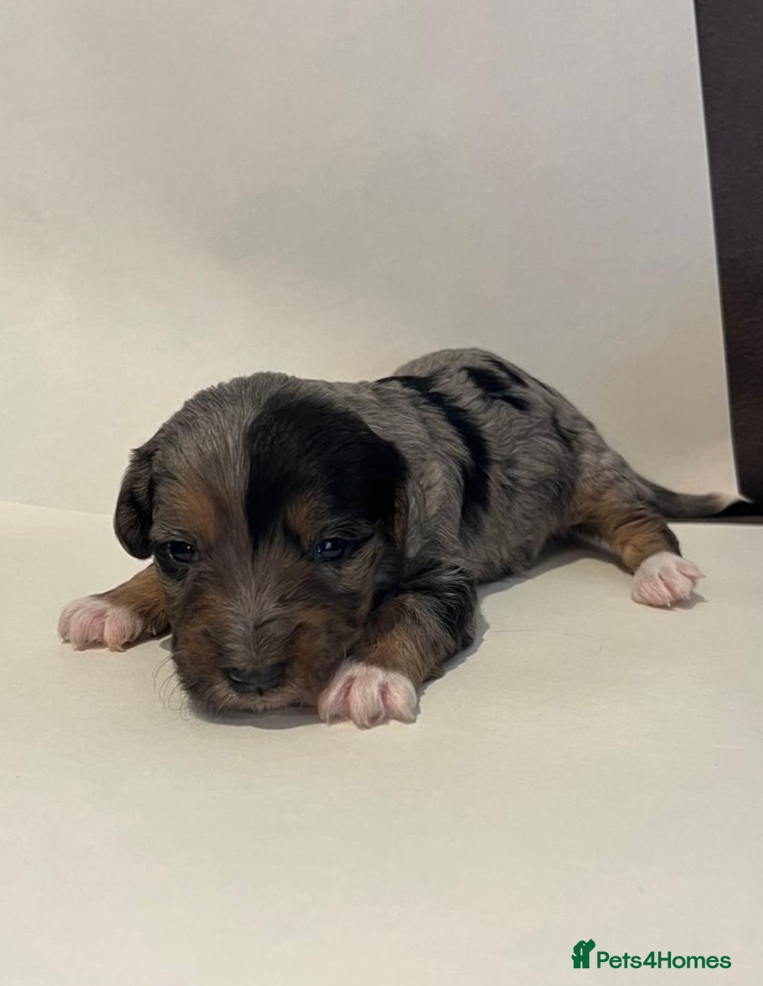 Jackapoo dogs for sale: 7 little bundles of gorgeousness - Image 1