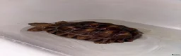 Tortoise reptiles for sale: Sulcata tortoise  - Advert 6