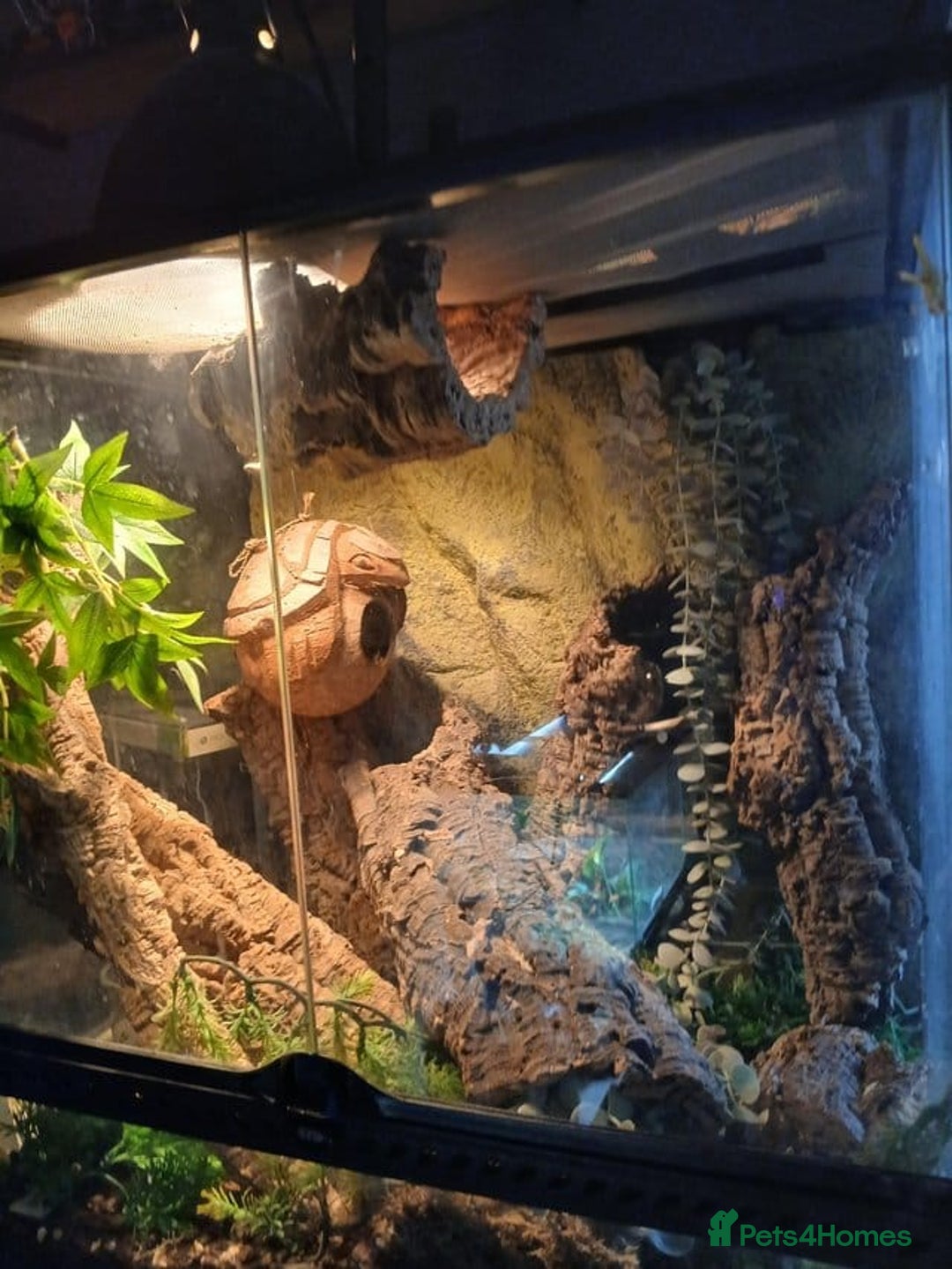 Gecko reptiles for sale: 1.1 Breeding Pair of Tokay Geckos w full set up. - Image 3