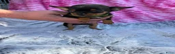 Chihuahua dogs for sale: Beautiful chihuahua puppies - Advert 4