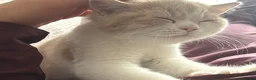 British Shorthair cats for sale: BSH CREAM BİCOLOUR MALE CHAMPION BLOODLİNE in Barking - Advert 13