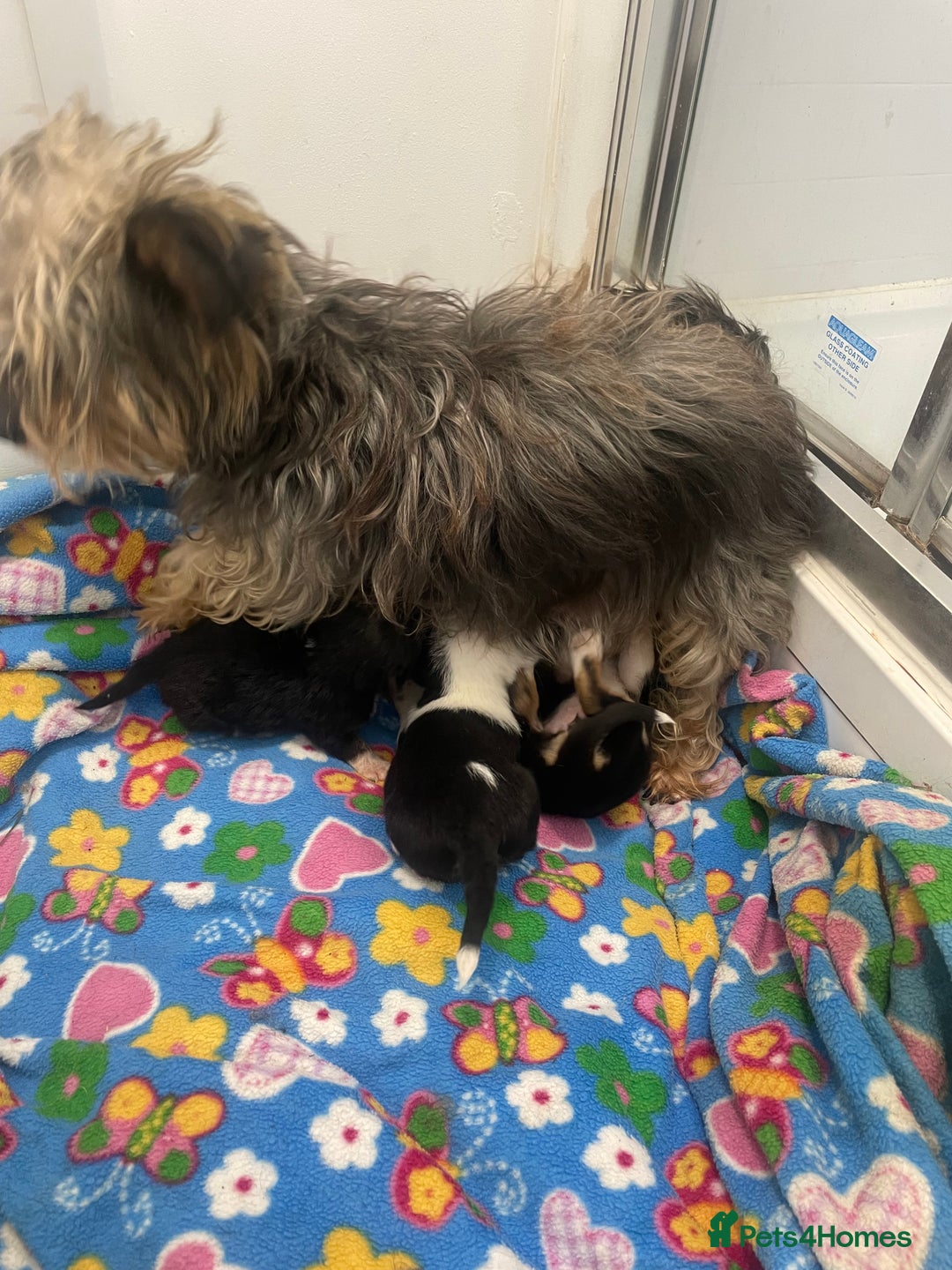 Mixed Breed dogs for sale: Yorkshire terrier/ jack Russell puppies  - Advert 7