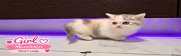 Munchkin cats for sale: Munchkin Kittens. Munchkin cross Scottish Straight - Advert 7