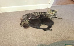 Mixed Breed cats for sale: 5 beautiful kittens looking for their forever home - Image 3