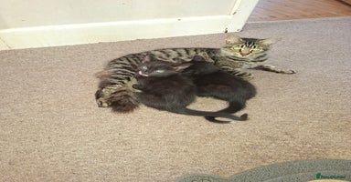 Mixed Breed cats - Advert 3
