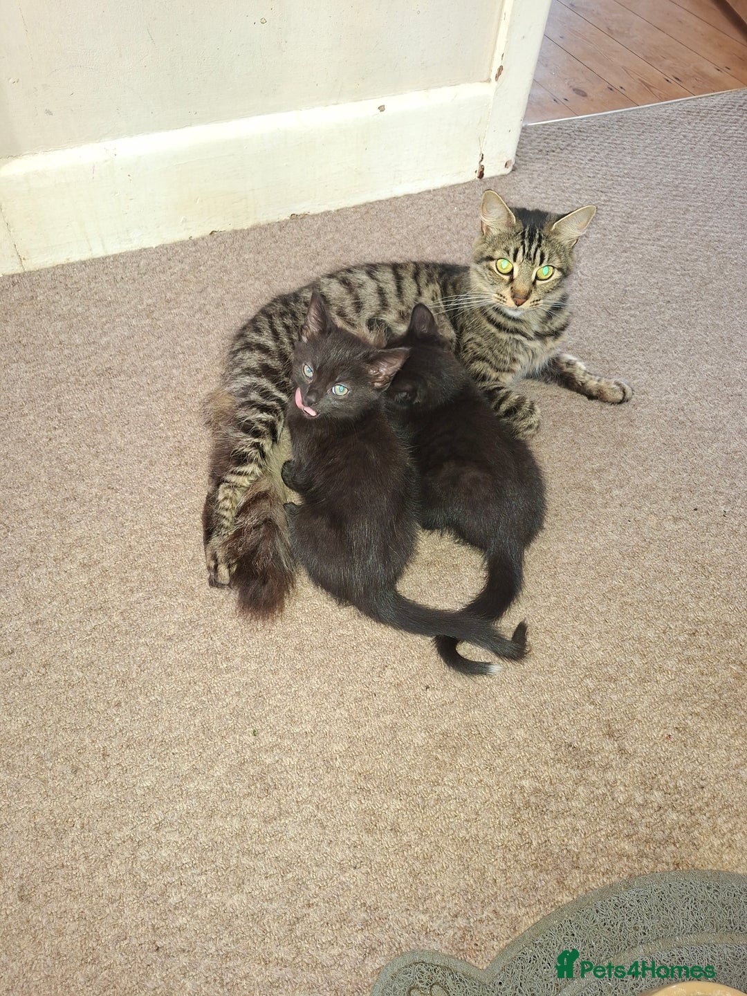 Mixed Breed cats for sale: 5 beautiful kittens looking for their forever home - Image 3