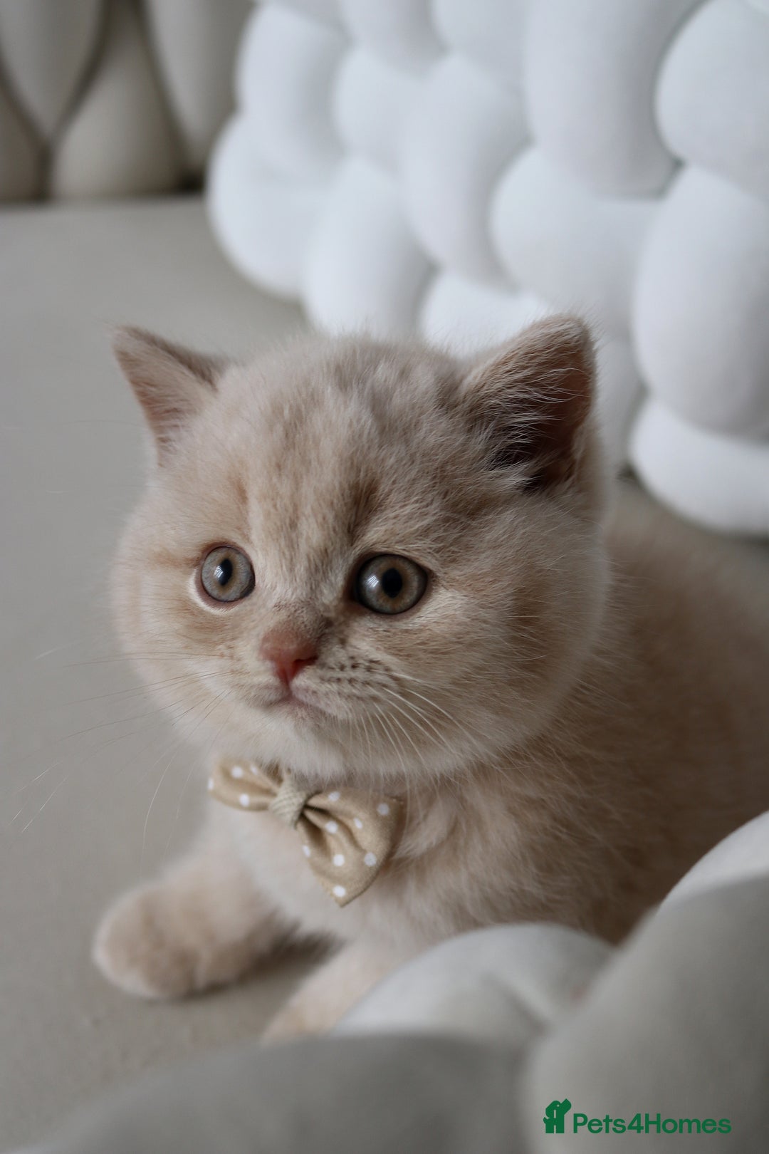 British Shorthair cats for sale: ❤️ Beautiful British Shorthair ❤️ - Image 5