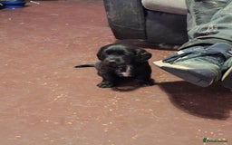 Mixed Breed dogs for sale: Springer x puppies  - Image 5