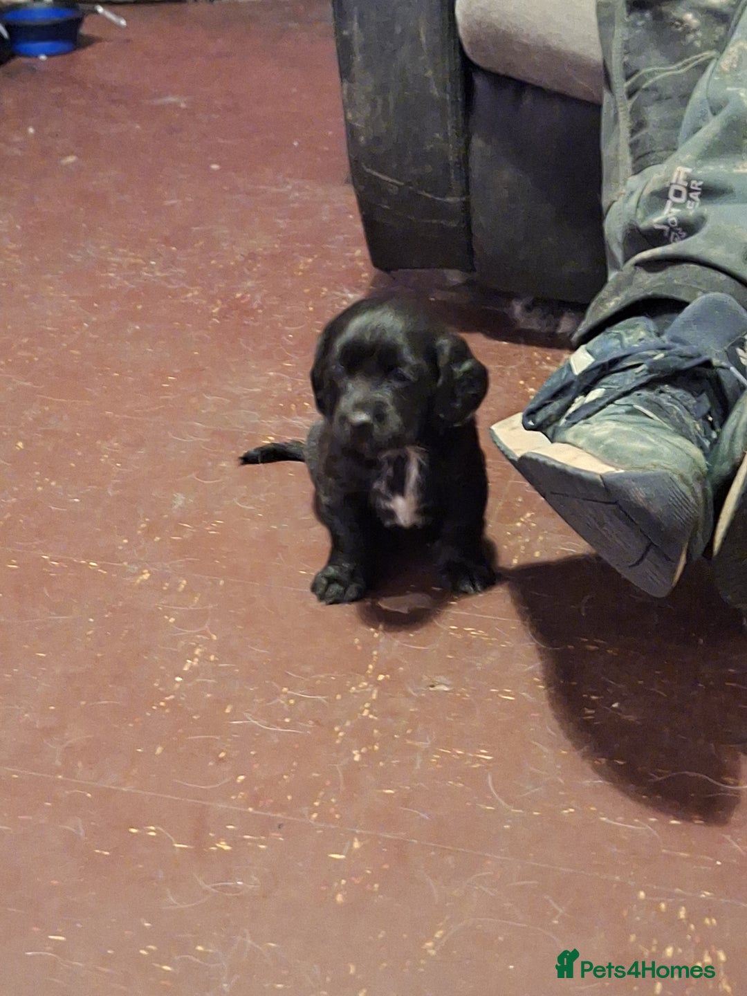 Mixed Breed dogs for sale: Springer x puppies  - Image 5