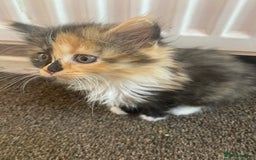 Mixed Breed cats for sale: 3 female and 1 male kitten for sale  - Image 7