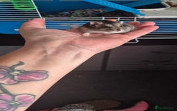 Hamster rodents for sale: 2 x russian dwarf hamsters - Image 2