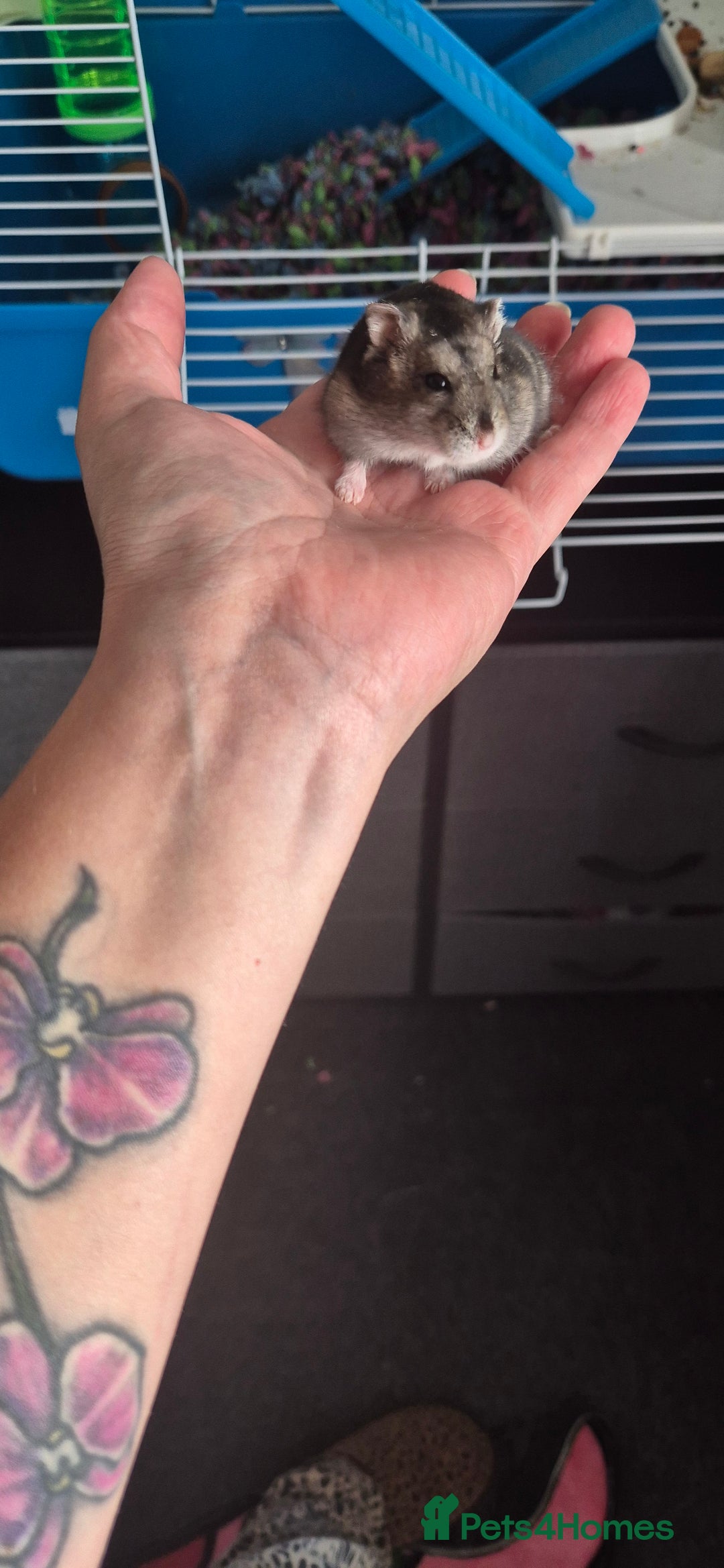 Hamster rodents for sale: 2 x russian dwarf hamsters - Image 2