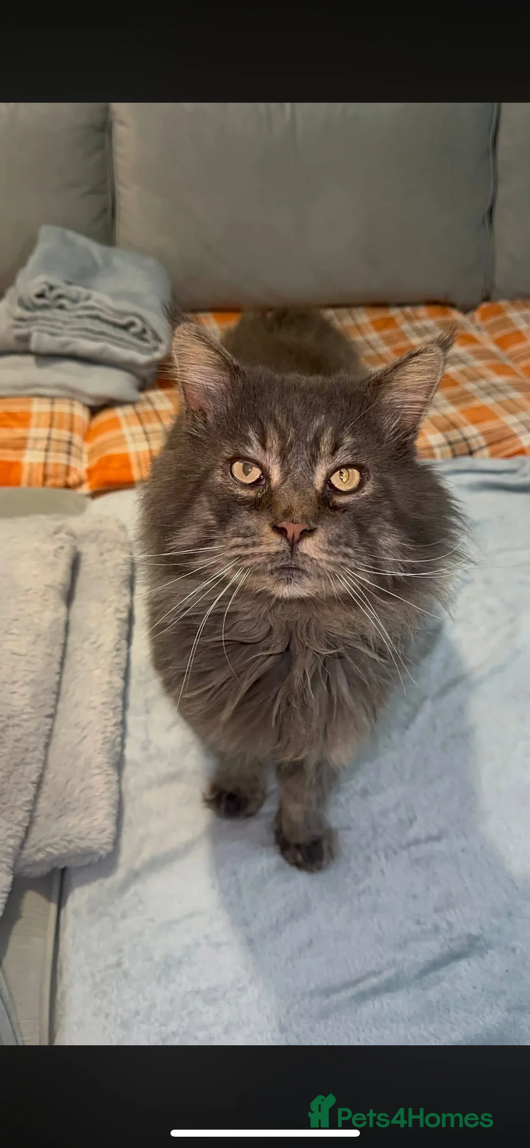 Maine Coon cats for sale: Huge TICA ACTIVE CHAMPIONSHIP BREEDING MALE - Advert 15