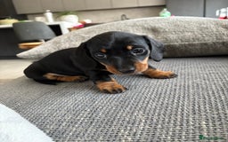 Miniature Dachshund dogs for sale: Miniature Black and Tan Daschund puppies for sale - Image 8