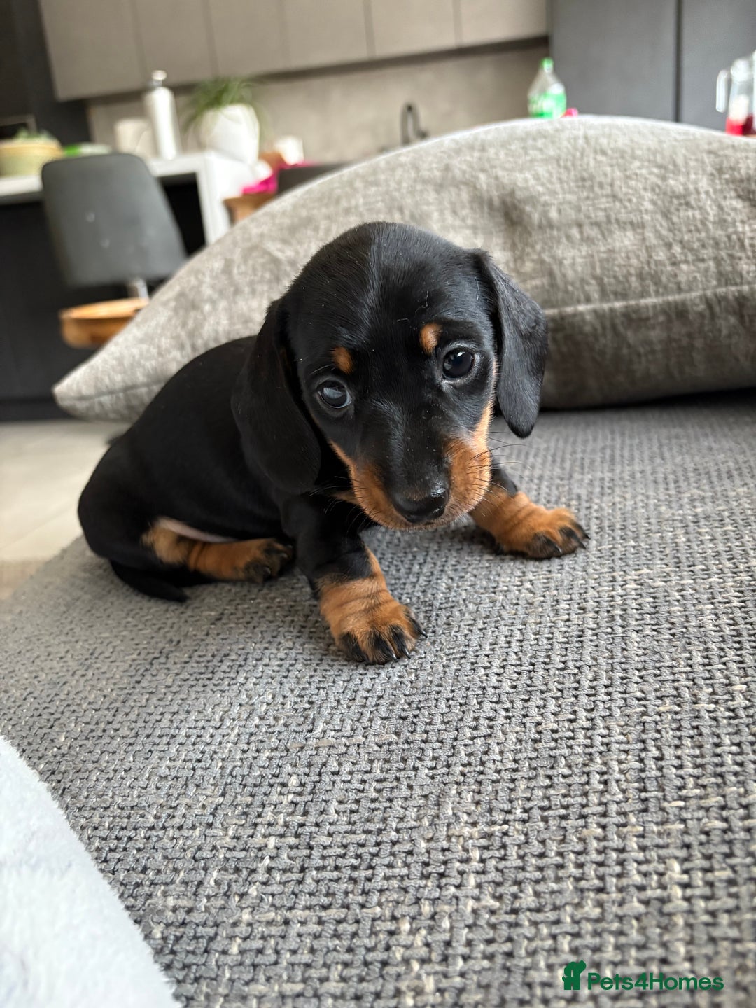 Miniature Dachshund dogs for sale: Miniature Black and Tan Daschund puppies for sale - Image 8