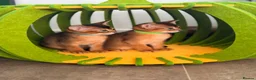 Abyssinian cats for sale: 🎖🏆🏅last 2 Abyssinian kittens  - Advert 25
