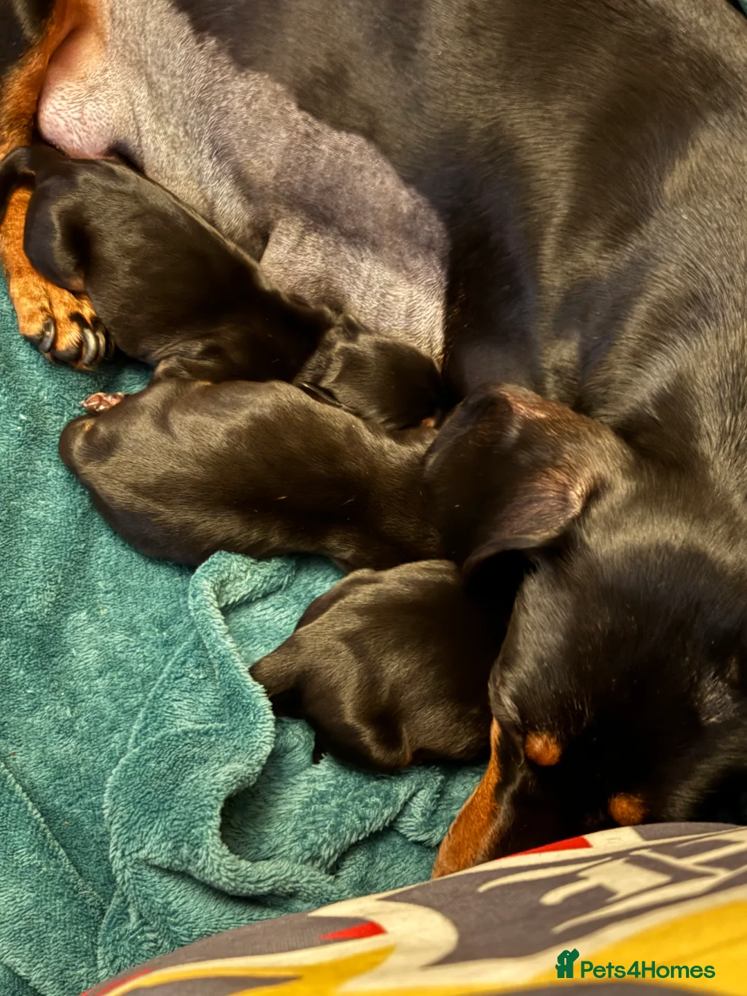 Miniature Dachshund dogs for sale: Miniature Dachshund Smooth Hair Puppies  - Advert 6