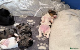 Yorkshire Terrier dogs for sale: Colourful Biewer Yorkshire terriers  - Advert 9