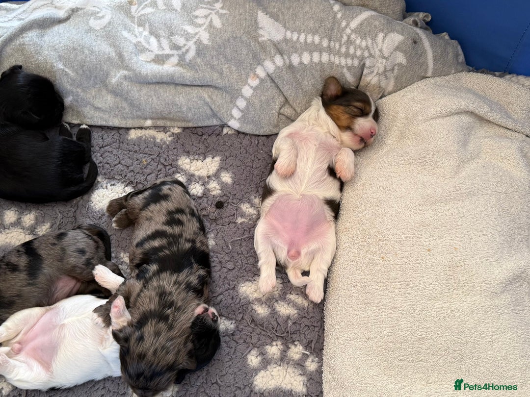 Yorkshire Terrier dogs for sale: Colourful Biewer Yorkshire terriers  - Advert 9