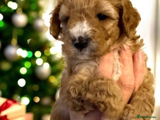 Australian Labradoodle dogs Australian Labradoodle - Advert 1