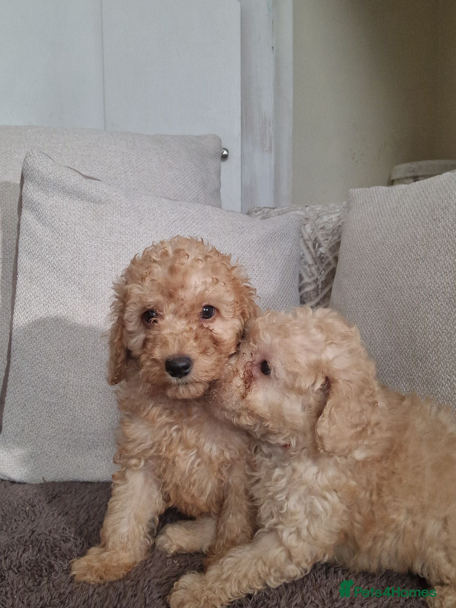 Schnoodle dogs Schooled boys💙 - Advert 2
