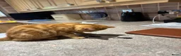 Exotic cats for sale: Hello I’m Humffrey I’m an exotic shorthair  - Advert 6