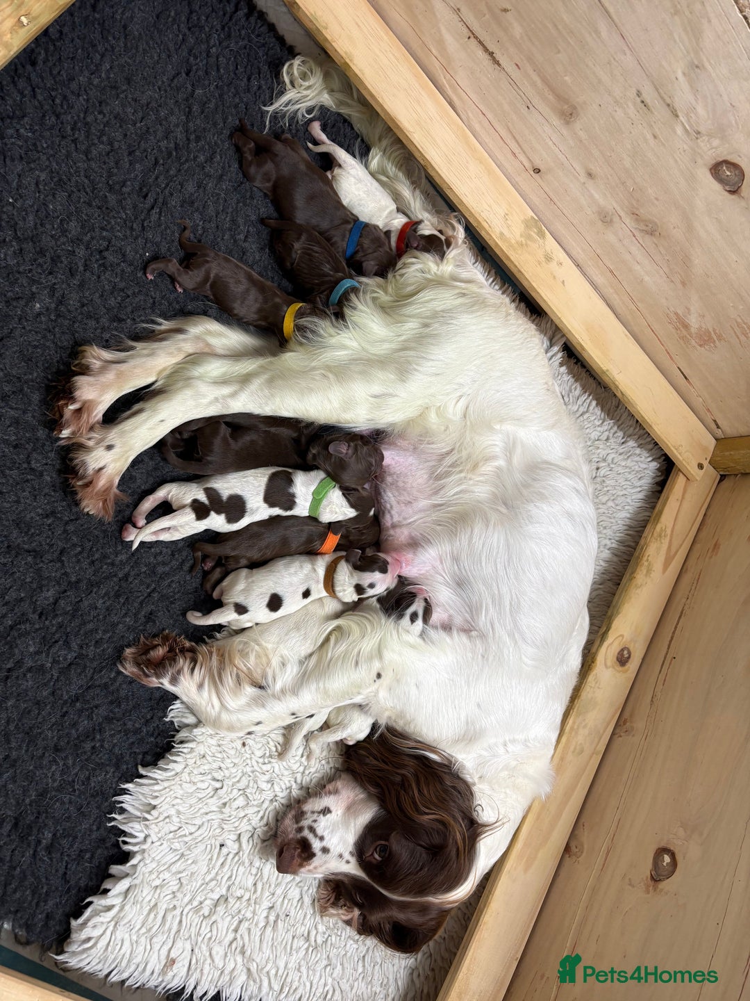 Sprocker dogs for sale: Sprocker Puppies - Advert 11