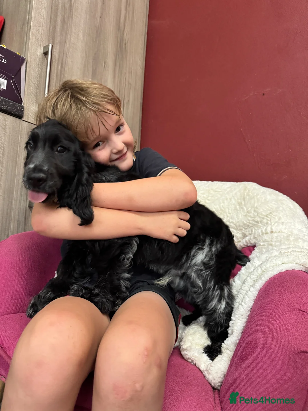 Cocker Spaniel dogs for sale: Extensively Health tested Parents & UNIQUE colours - Advert 1