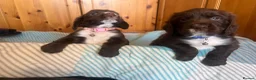 Cocker Spaniel dogs for sale: Chocolate cocker spaniel - Advert 4