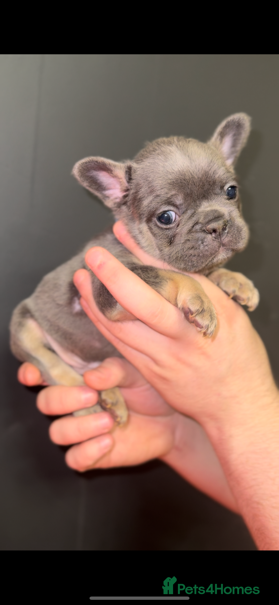 French Bulldog dogs for sale: New shade Full Fluffy French bulldog carrying pink - Advert 4
