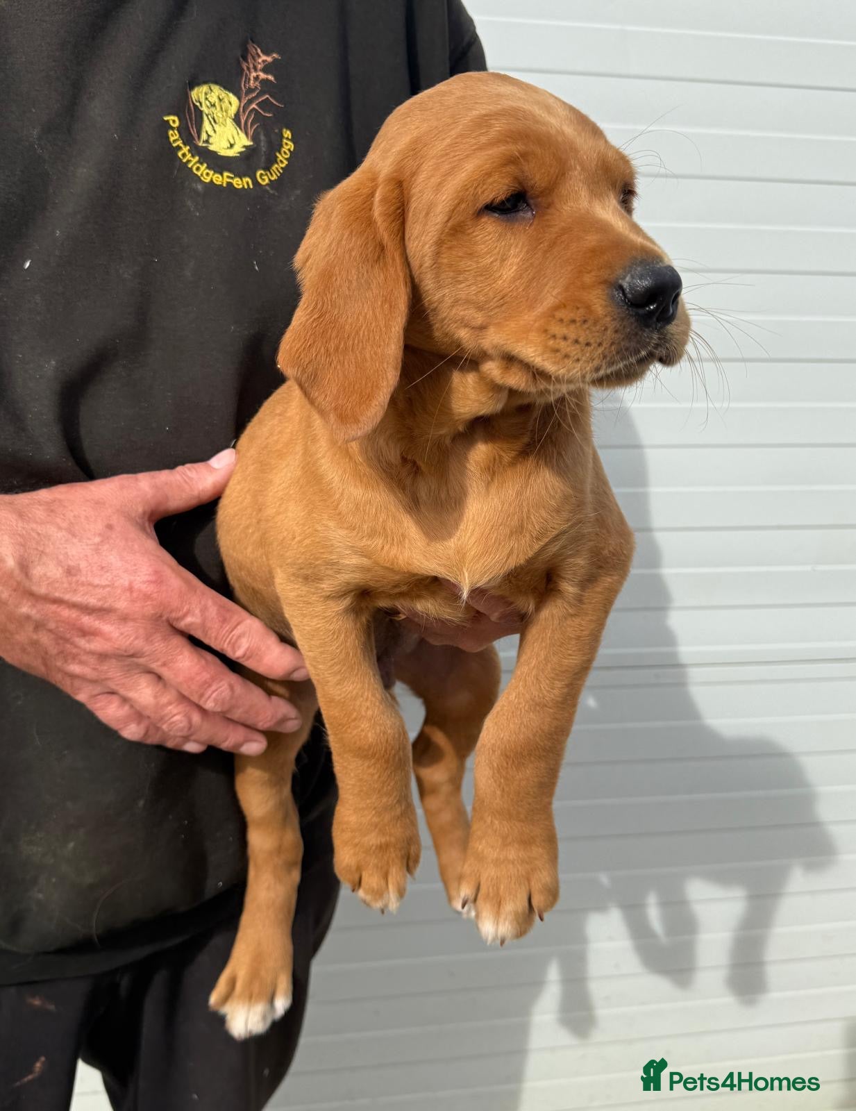 Goldador dogs Fantastic dark fox Red Goldadors  - Advert 8