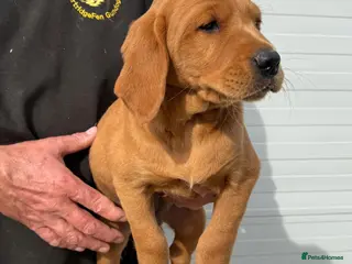 Goldador dogs Fantastic dark fox Red Goldadors - Advert 8