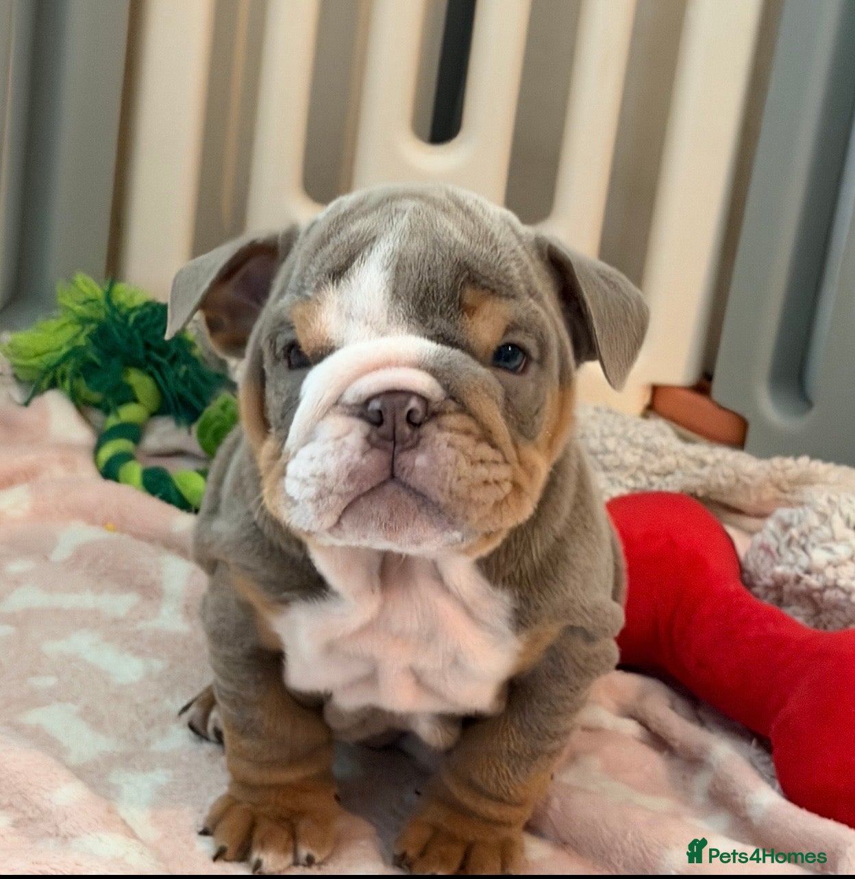 English Bulldog dogs English Bulldog Puppies 💙🩷 - Advert 12