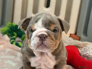 English Bulldog dogs English Bulldog Puppies 💙🩷 - Advert 12