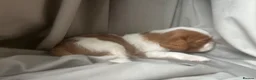 Cavalier King Charles Spaniel dogs for sale: Kc reg/ health tested Cavalier King Charles  - Advert 2