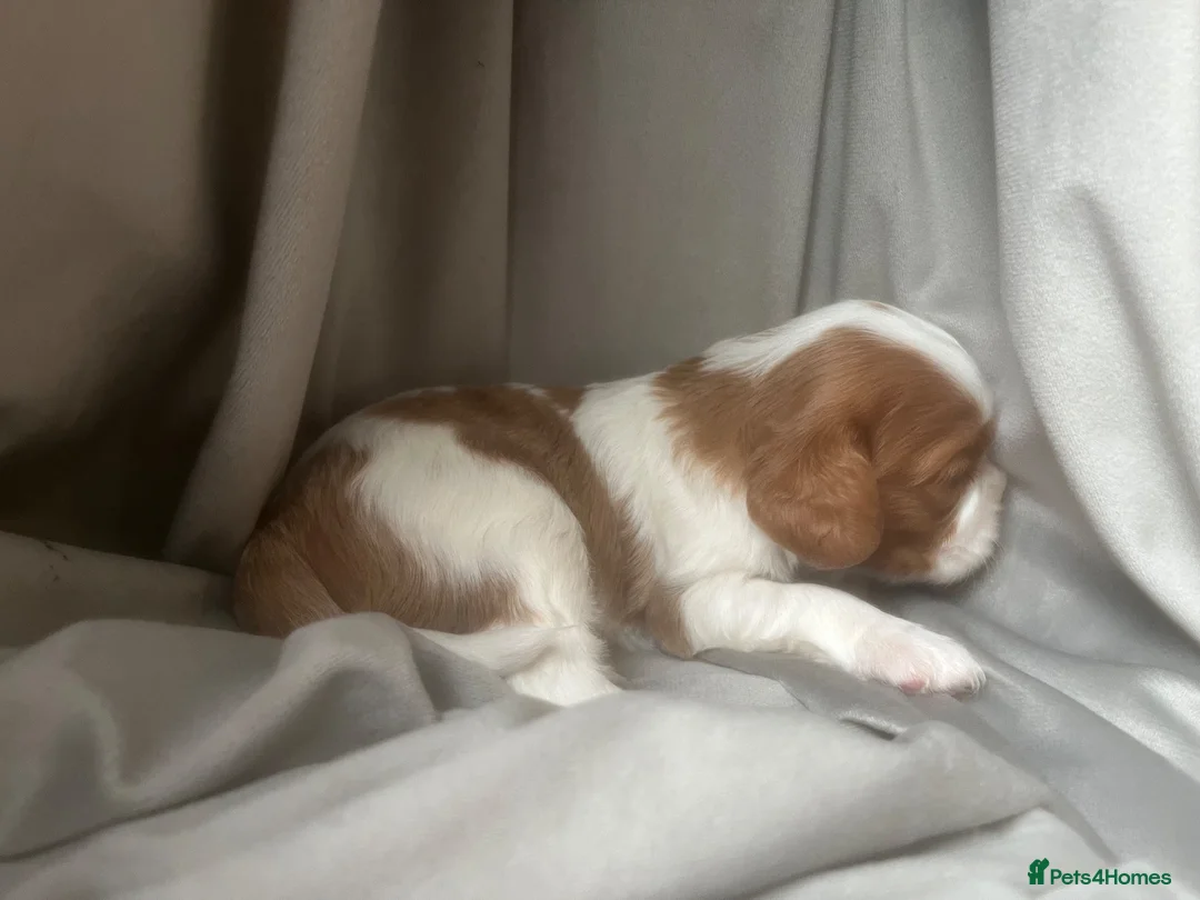Cavalier King Charles Spaniel dogs for sale: Kc reg/ health tested Cavalier King Charles  - Advert 2