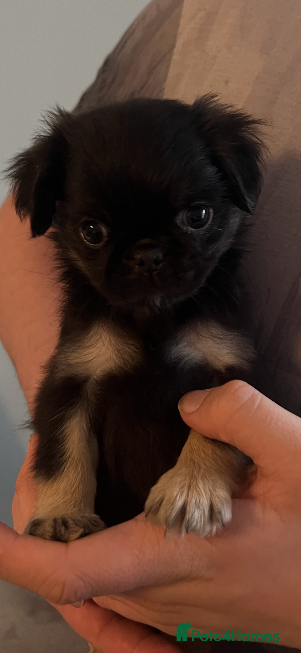 Pug dogs Now 8 weeks old Kc reg black full kc pedigree pug - Advert 8