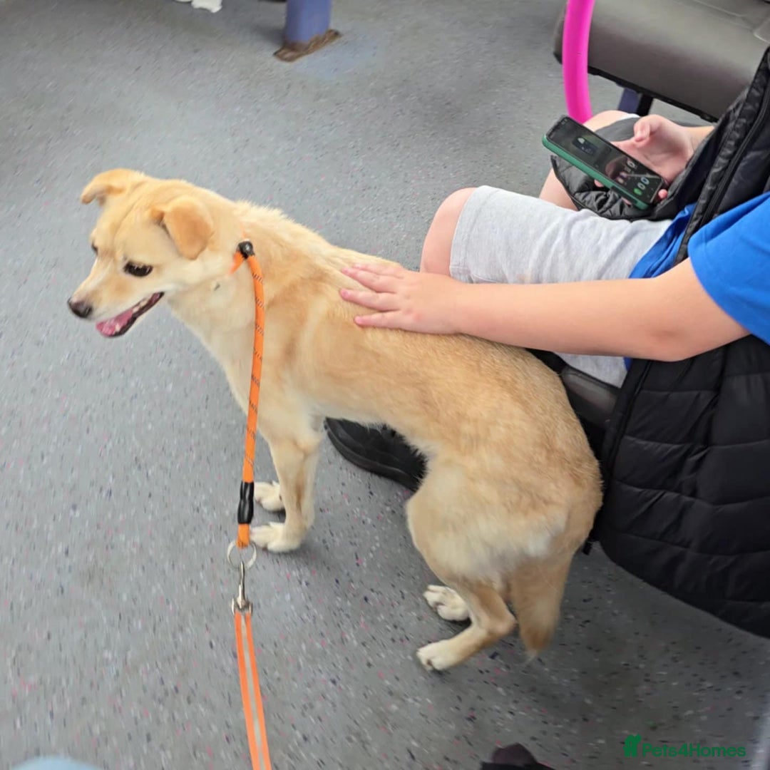 Mixed Breed dogs for adoption: 🍉Pipin🍉 for adoption, fostered in GLASGOW - Image 8