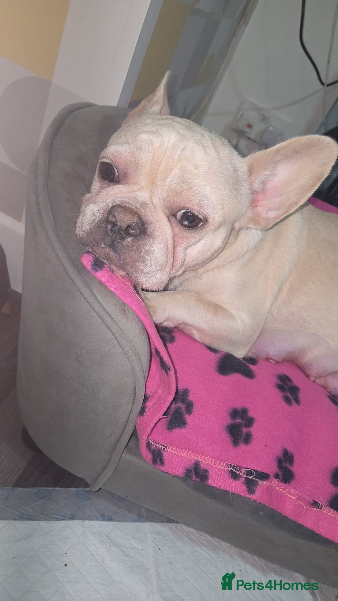 French Bulldog dogs for sale: Frenchie puppies for sale  - Advert 11