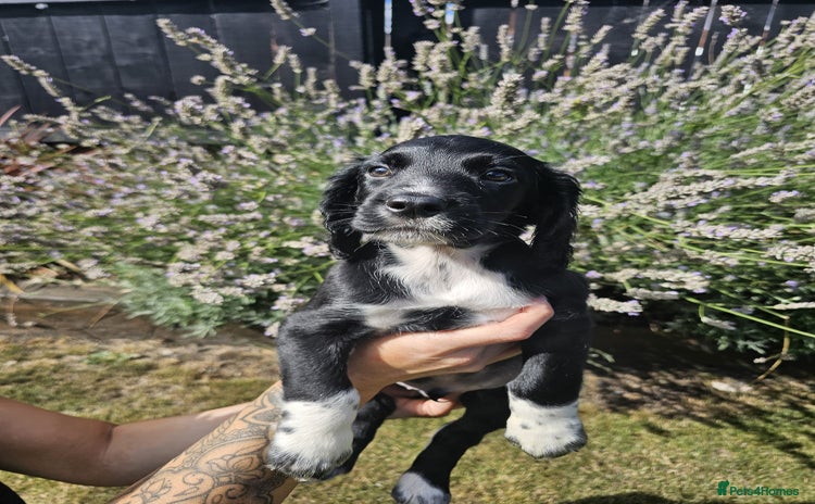 Cocker Spaniel dogs - Advert 8