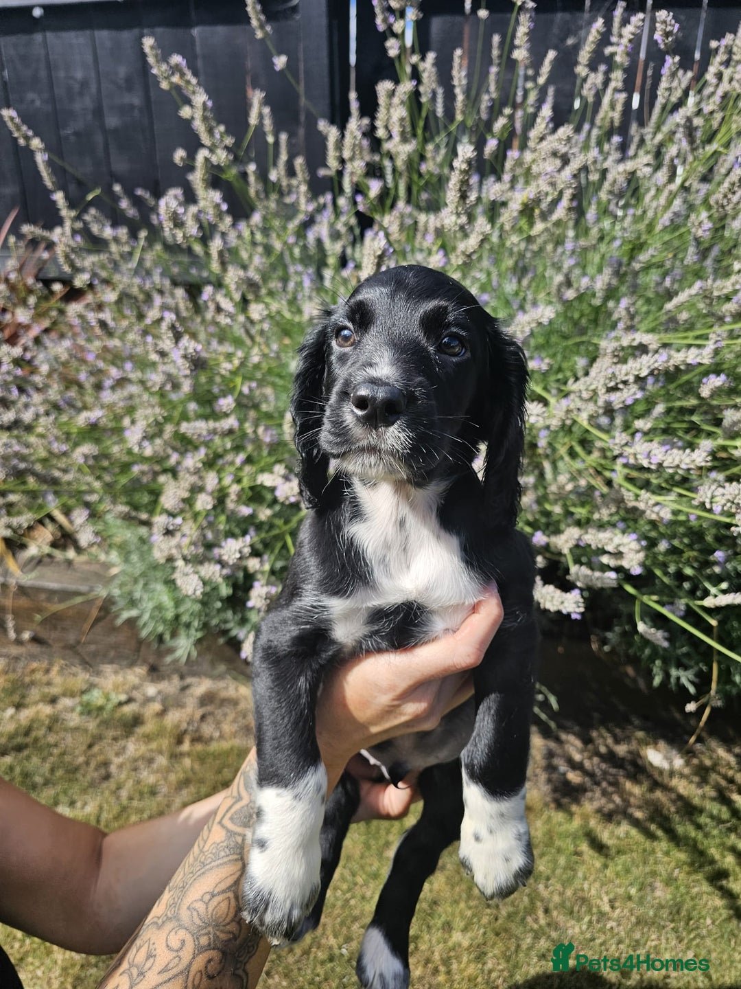 Cocker Spaniel dogs for sale: Black and white roan boy left 9 weeks - Image 1