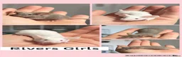 Mouse rodents for sale: Ethical Home Mousery Waiting List  - Advert 11