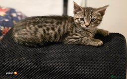 Mixed Breed cats for sale: Cute kittens ready for their new home - Advert 7