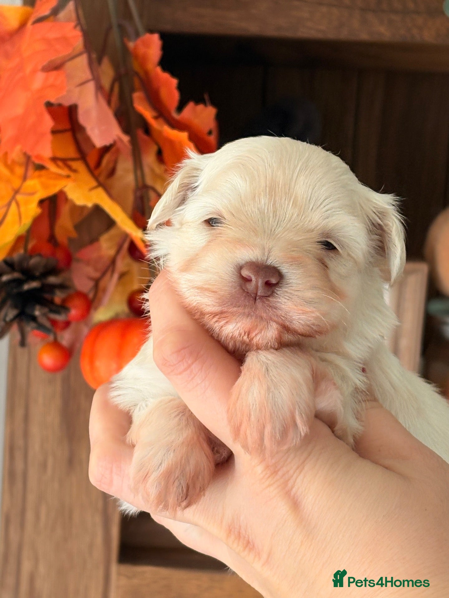 Miniature Schnauzer dogs American Chocolate Wheaten & White Mini Schnauzer - Advert 2