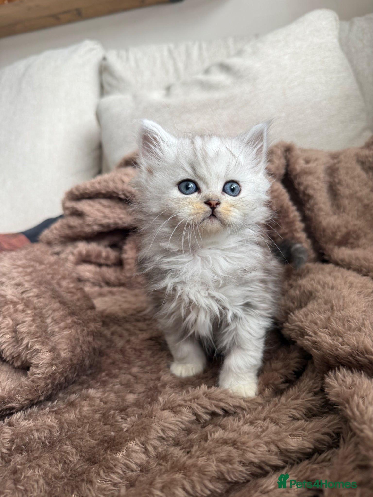 Persian cats Affectionate and beautiful persian kittens  - Advert 1