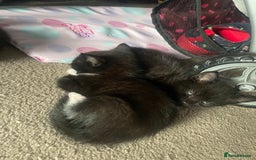 Mixed Breed cats for sale: 2 female kittens 1 male kitten for sale  - Image 21