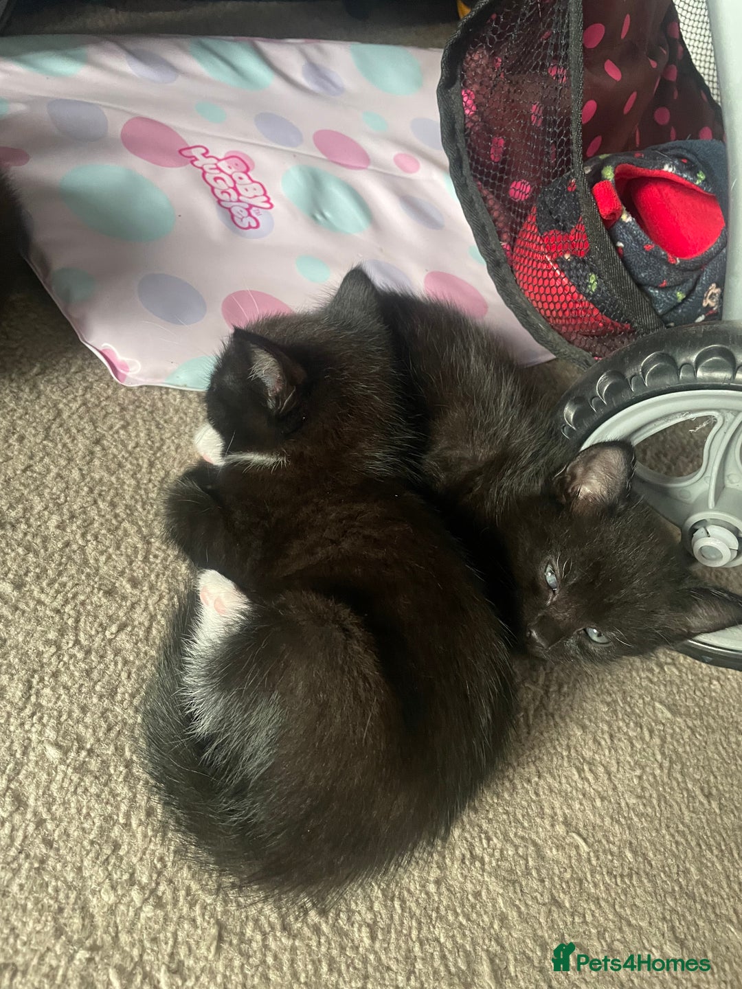 Mixed Breed cats for sale: 2 female kittens 1 male kitten for sale  - Image 21