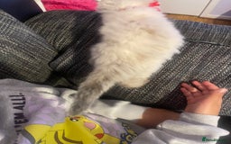 Ragdoll cats for sale:  Beautiful Ragdoll Kittens * 3 BoYs *  - Image 24
