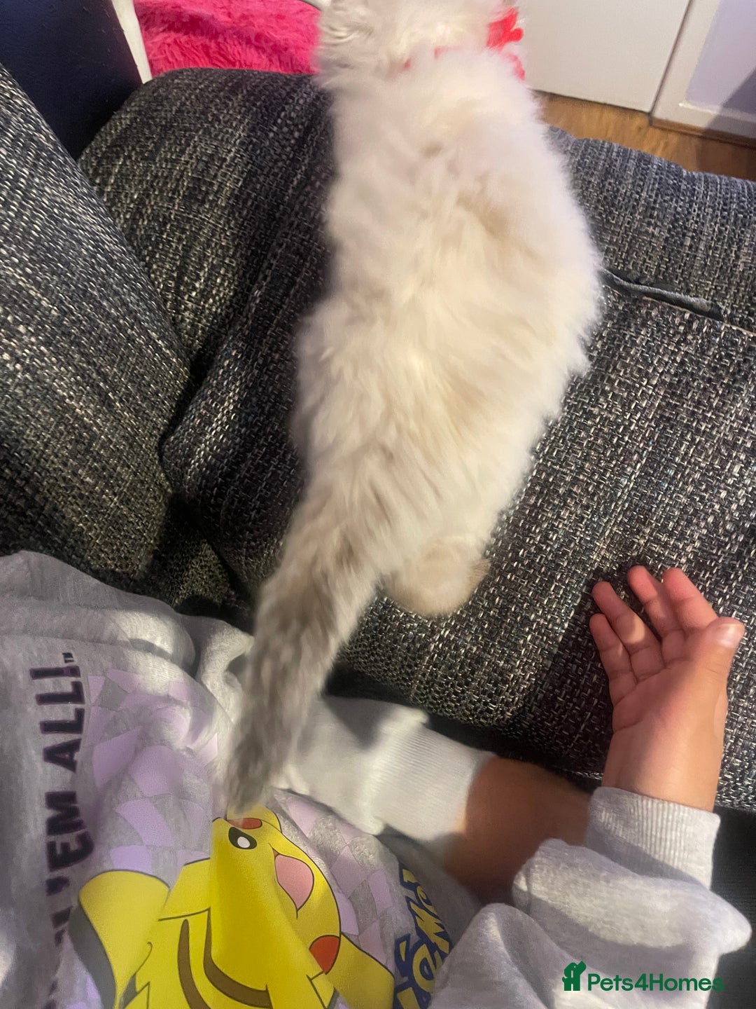 Ragdoll cats for sale:  Beautiful Ragdoll Kittens * 3 BoYs *  - Image 24
